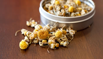 Camomile