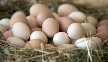 Dried Egg