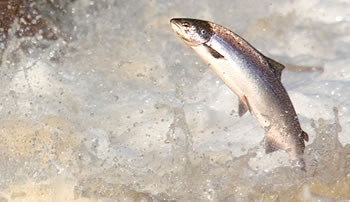 Scottish Salmon