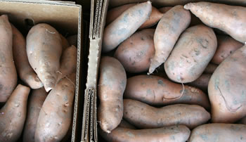 Sweet Potato